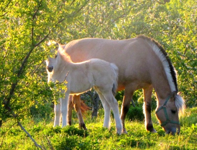 Canadian Fjord Horse Association